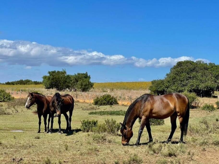 Heron Cottage - Living The Breede Malgas エクステリア 写真